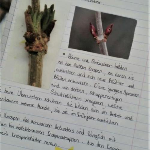 Baumtagebuch einer Schülerin 1