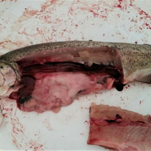Fisch wurde seziert - Innereien 